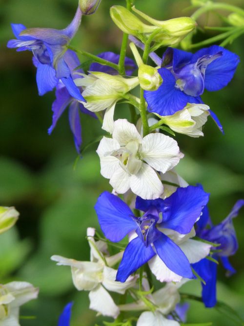 flowers snapdragon conillets