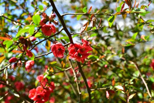 flowers red flowers red