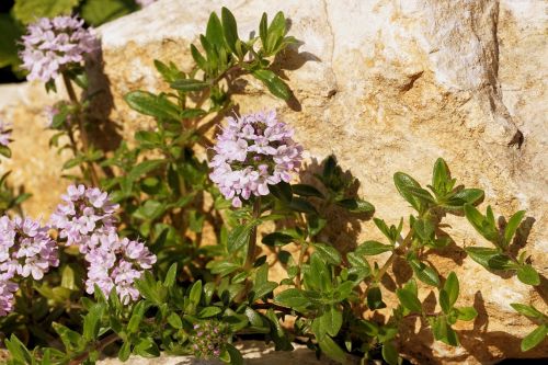 flowers plant nature