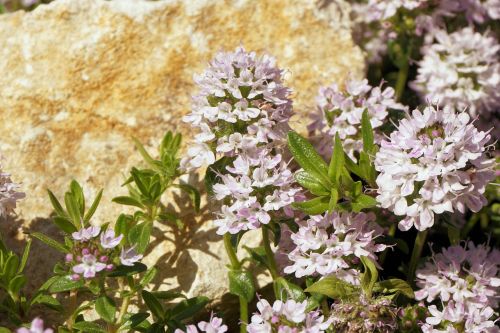 flowers plant nature