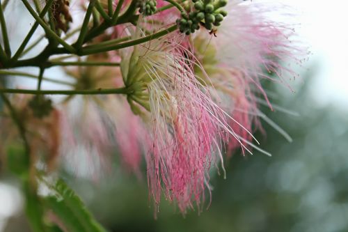 flowers tree nature