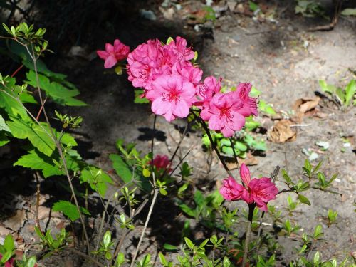 flowers pink spring