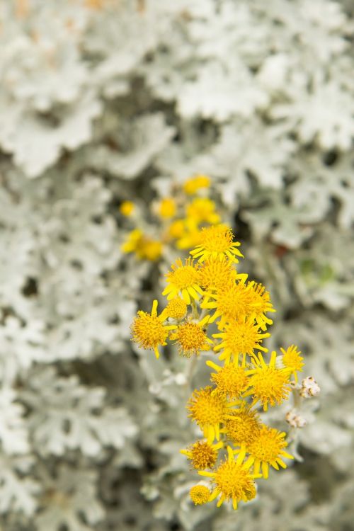 flowers frost yellow