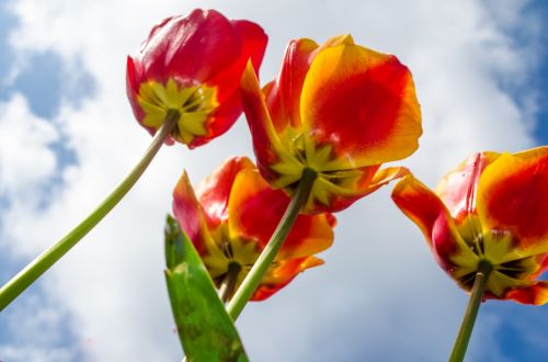 Flowers