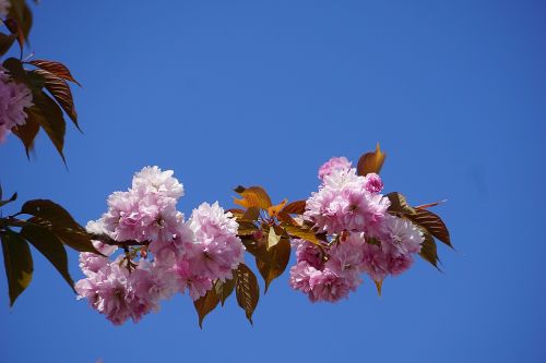 flowers japan cherry tree branch