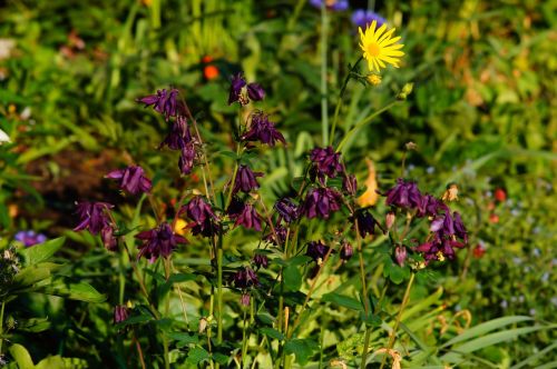 flowers purple nature