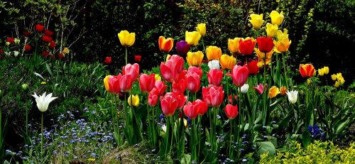 flowers tulips beauty