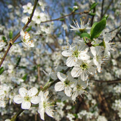 flowers cherry blossom white