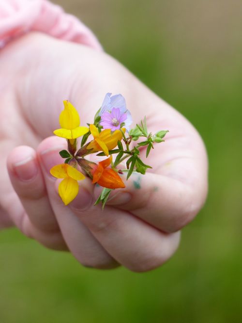 flowers offer hand