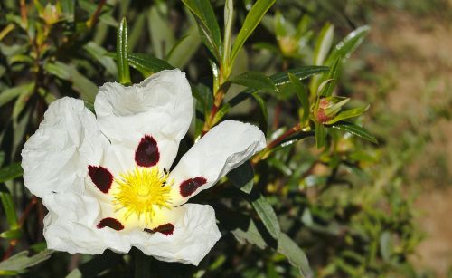 flowers nature plants