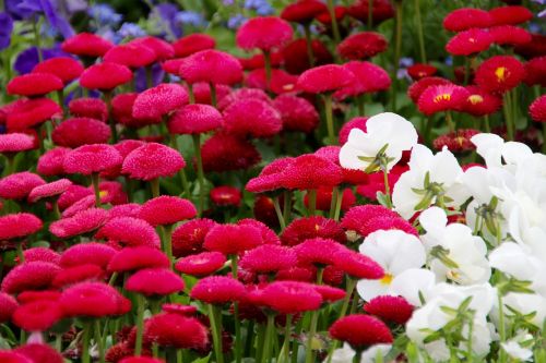 flowers flower meadow spring flowers