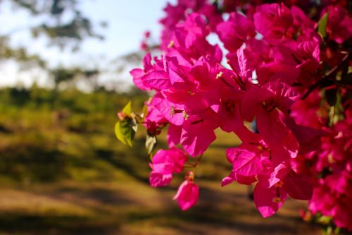 flowers fuchsia garden