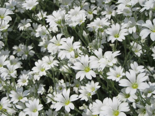 flowers white white flowers