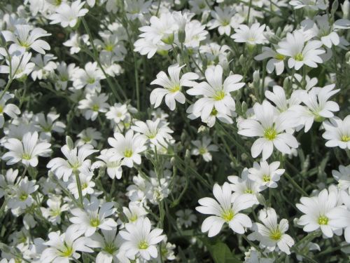 flowers white white flowers