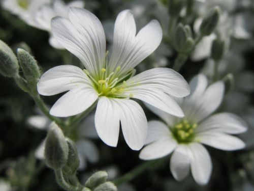 flowers white white flowers