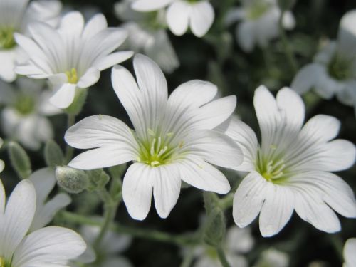 flowers white white flowers