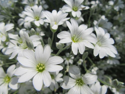 flowers white white flowers