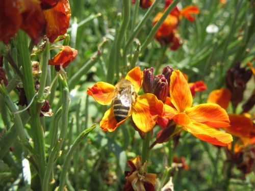 flowers orange bee