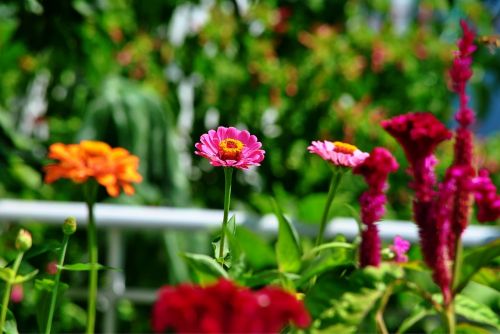 flowers macro nature