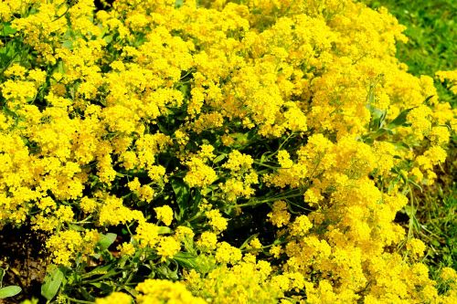 flowers plant yellow