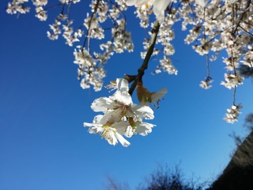 flowers almond tree nature