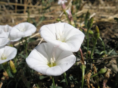 flowers garden white