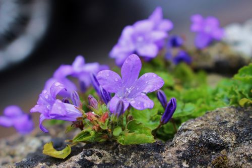 flowers nature blue