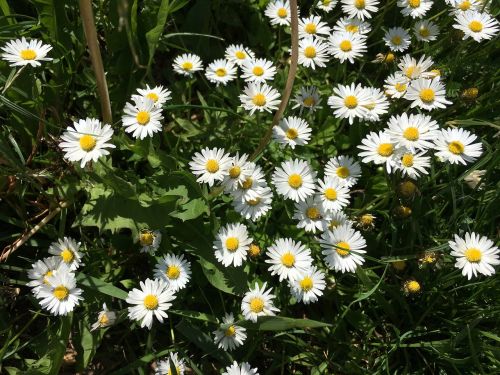 flowers meadow daisy