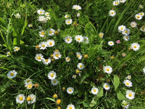 flowers meadow daisy