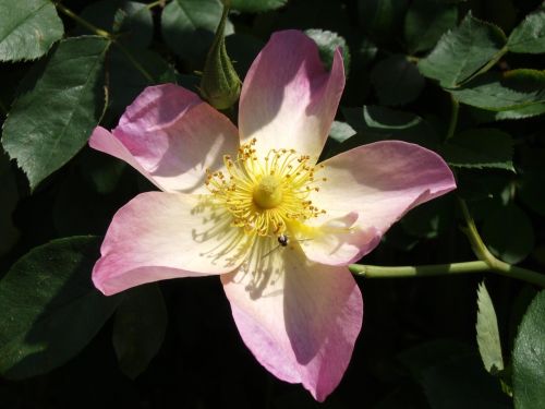 flowers nunobiki herb garden rose