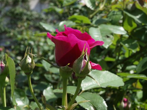 rose nunobiki herb garden flower