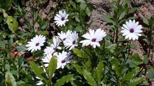 flowers white spring