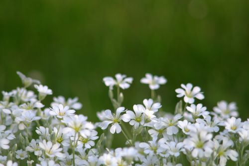 flowers little flowers white