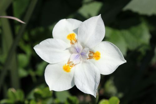 flowers flower white