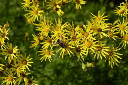 flowers yellow bee