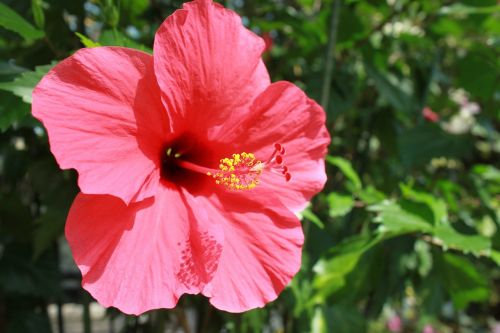 flowers summer flowers hibiscus