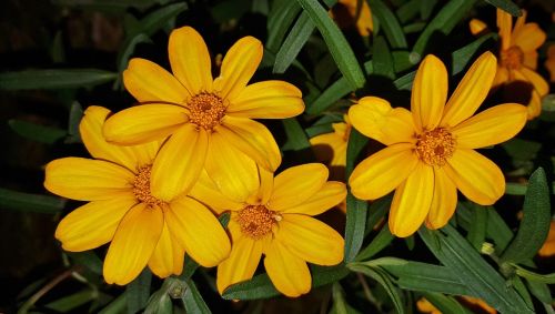 flowers yellow flowers marigolds