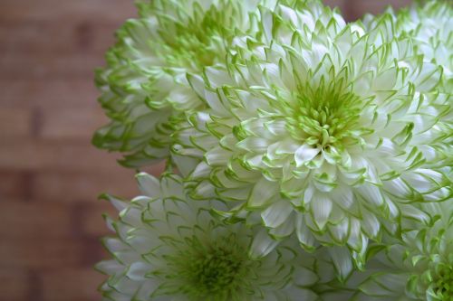 flowers white green