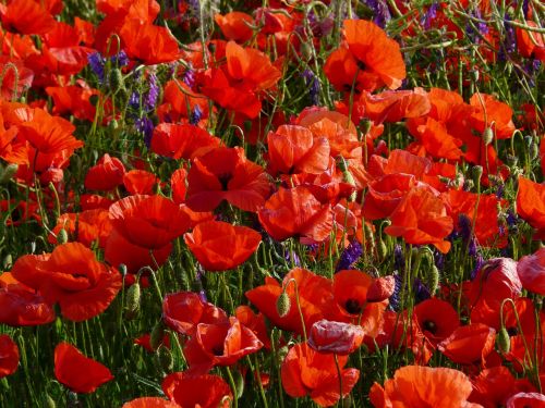 flowers poppy flower