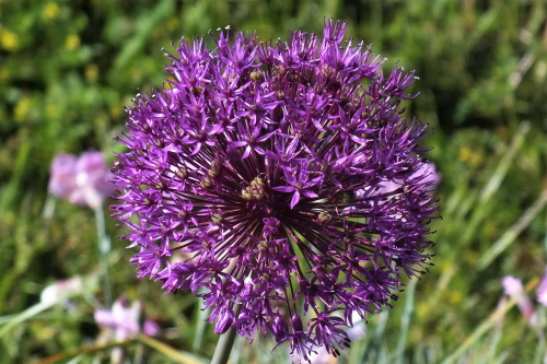 flowers summer purple