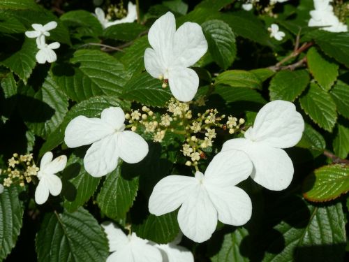 flowers white white flower