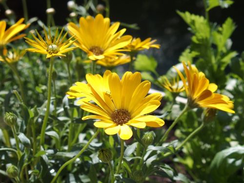 flowers nature garden