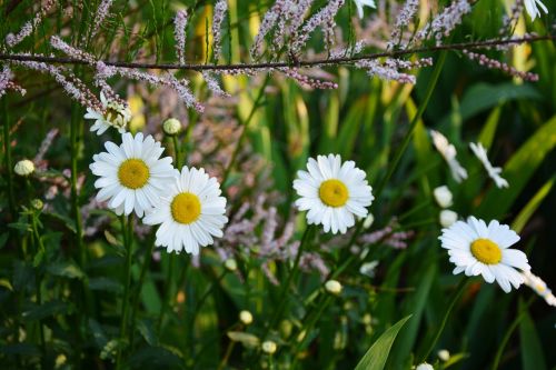 flowers white chrysanthemum