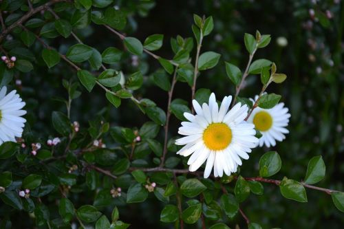 flowers white chrysanthemum