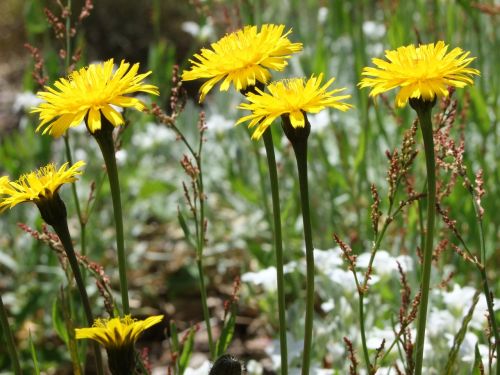 flowers meadow garden