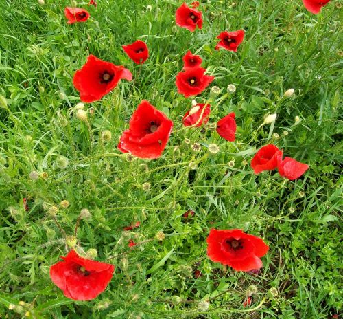 flowers red prato