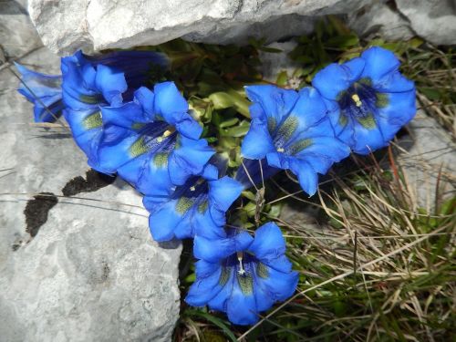 flowers mountain vercors