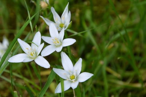 flowers white wildflowers