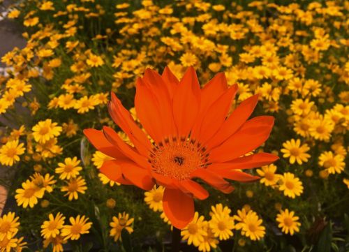 flowers yellow orange