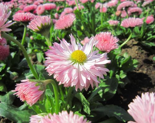 flowers pink leaf